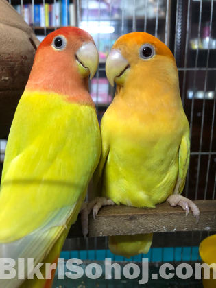 Cockatiel & lovebird running pair